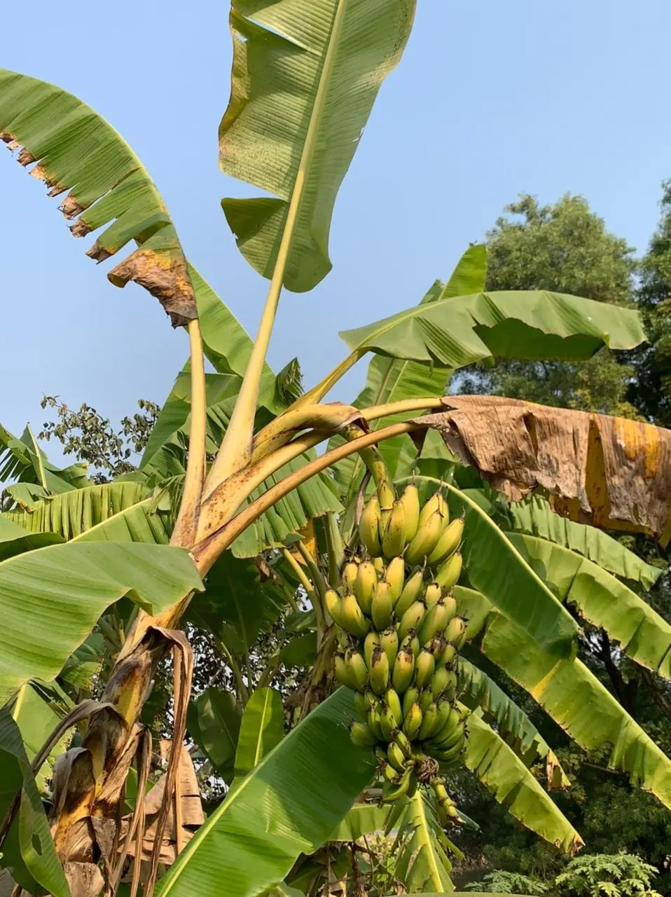 Banana plants affected by Panama wilt disease in Dumbo village, Jharkhand