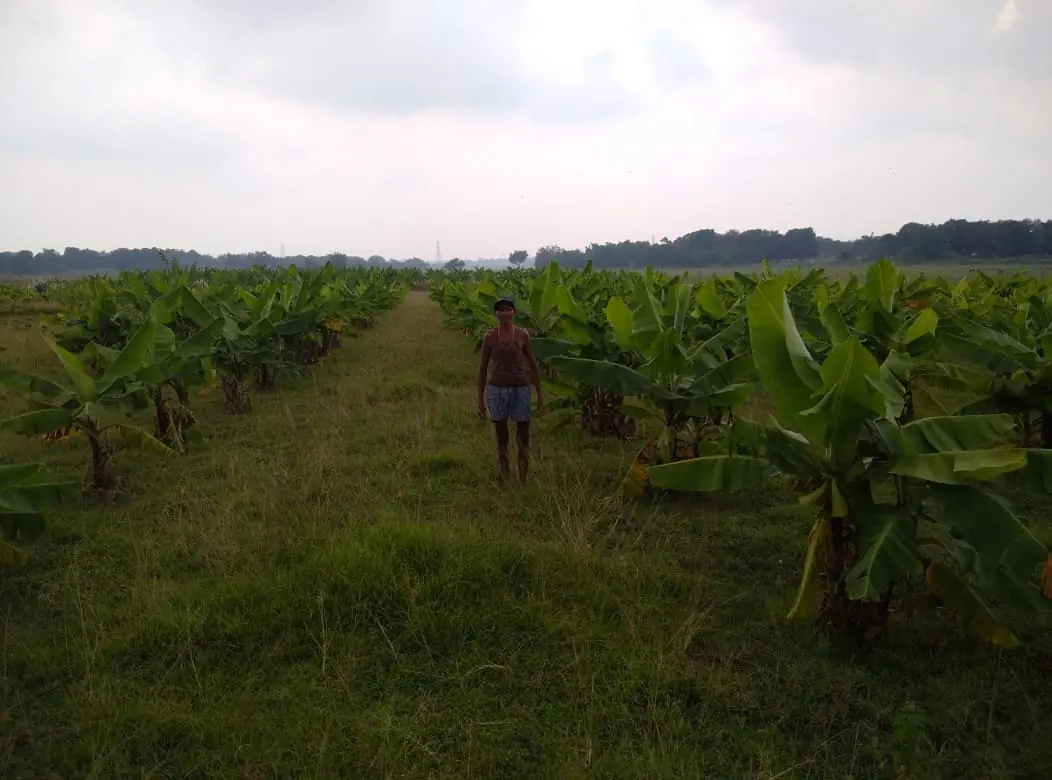 Dulaal Bhaiya standing in the banana field at Dumbo farm