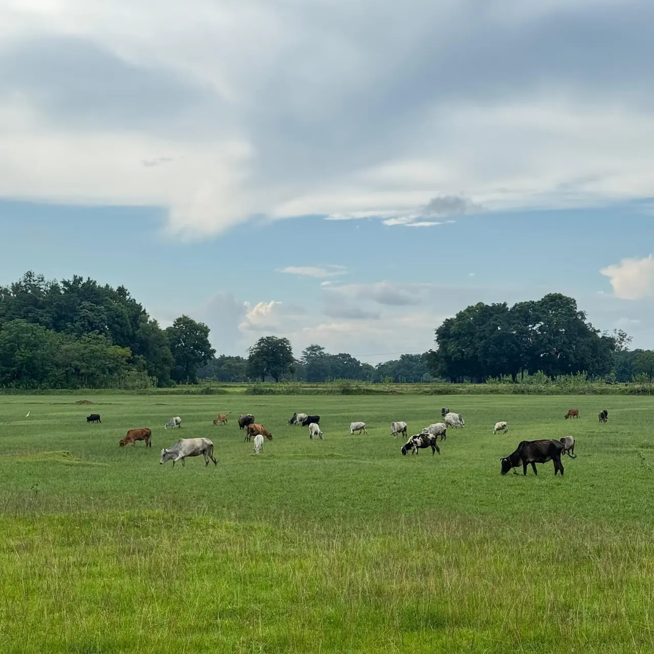 Cows grazing under the shade of banana trees at Dumbo farm