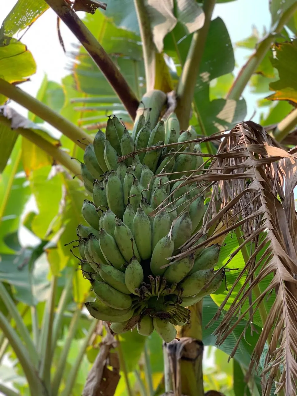 Native Indian wild banana plants growing at Dumbo farm
